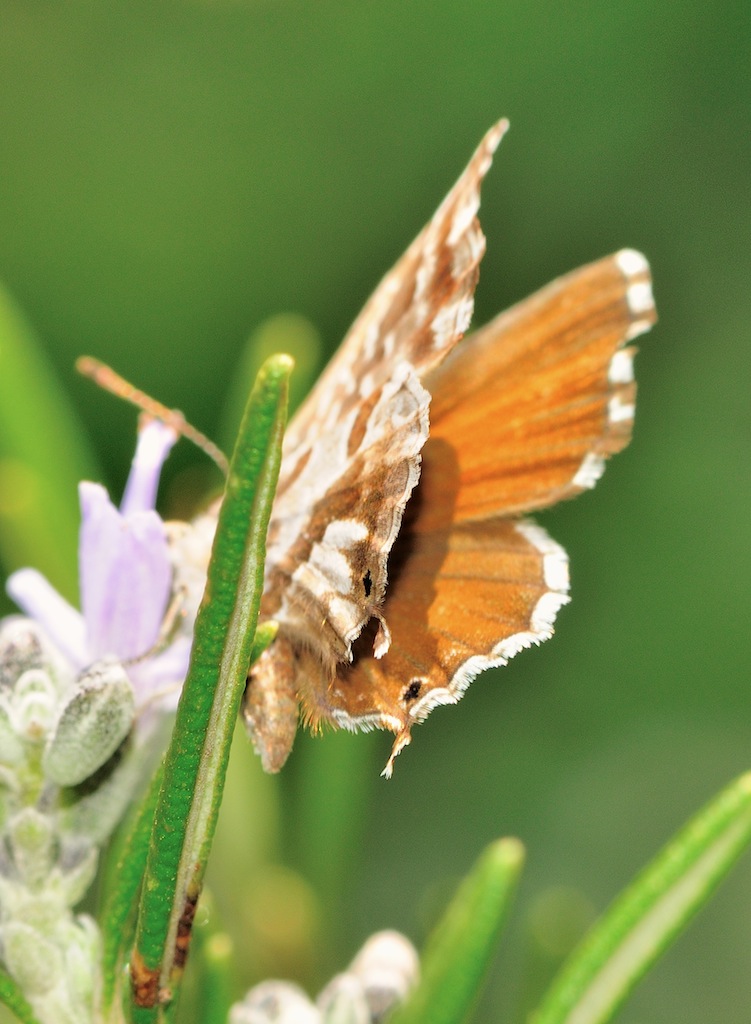 Cacyreus marshalli